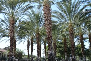 Memorial Date Garden