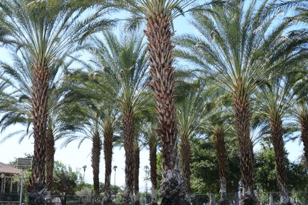 Coachella Valley History Museum
