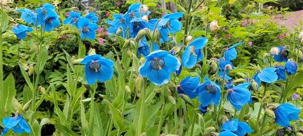 Crow Creek Gold Mine