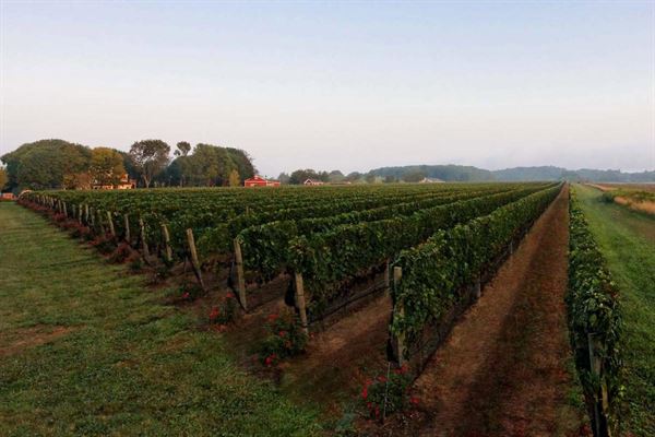 Baiting Hollow Farm Vineyard