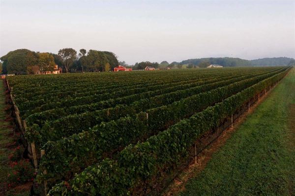 Baiting Hollow Farm Vineyard
