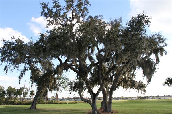 Pointe West Country Club