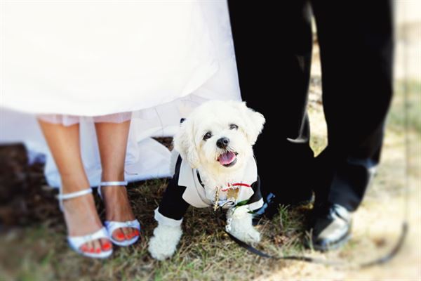 Chasing Lilies Photography