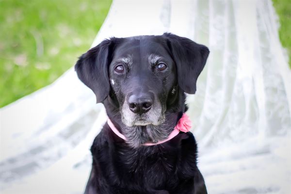 Honeycreek Photography