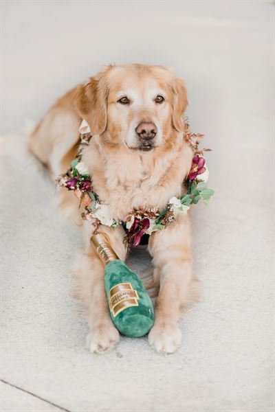 FairyTail Pet Care - Las Vegas