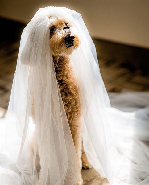 FairyTail Pet Care - Las Vegas