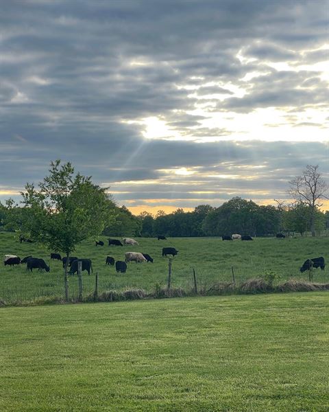 Southern Springs Events