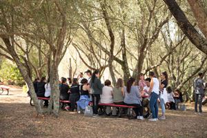 The Olive Grove