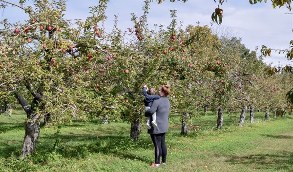 Connemara House Farm