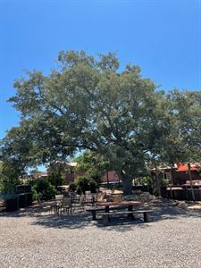Oak Tree, Back Patio