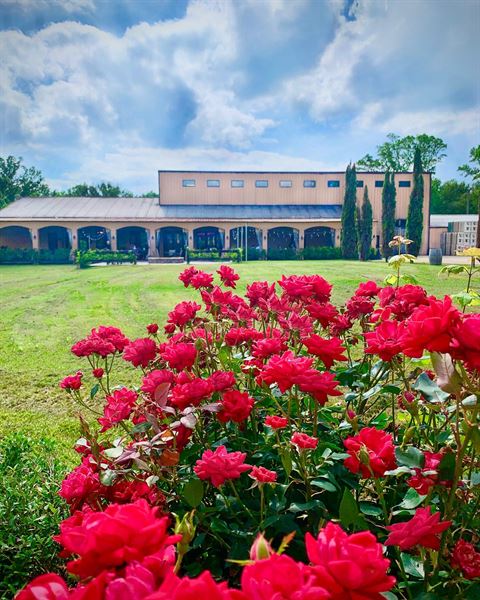 Los Pinos Ranch Vineyards
