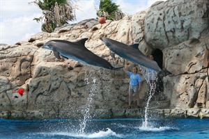 Add-on:  Dolphin Show