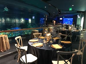 HEB Caribbean Shark Exhibit