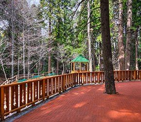 ARROWHEAD TREETOP LODGE