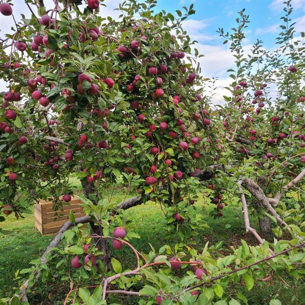 Royal River Orchards