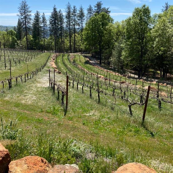 Lucchesi Vineyards & Winery