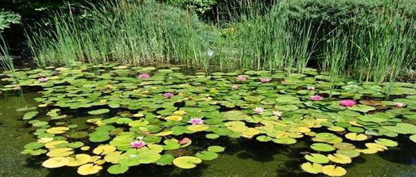 Julia Morgan Redwood Grove