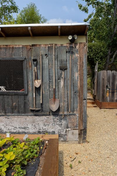 The Nurtured Seedling