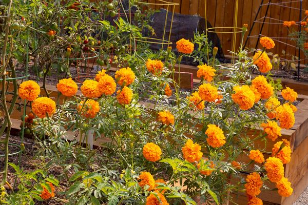 The Nurtured Seedling