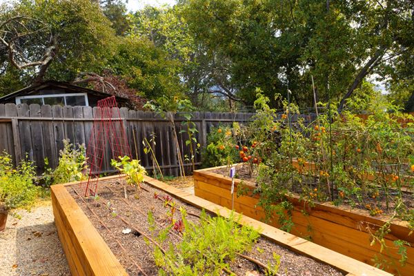 The Nurtured Seedling