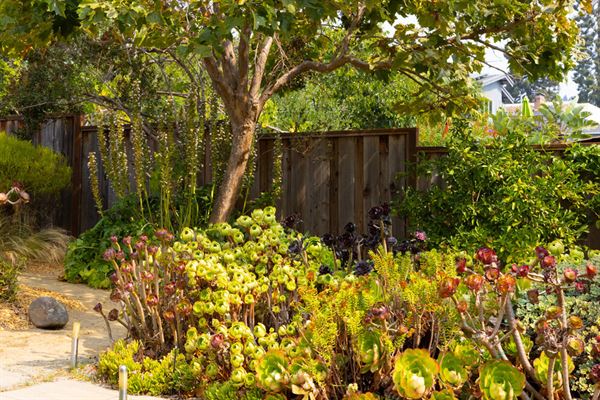 The Nurtured Seedling