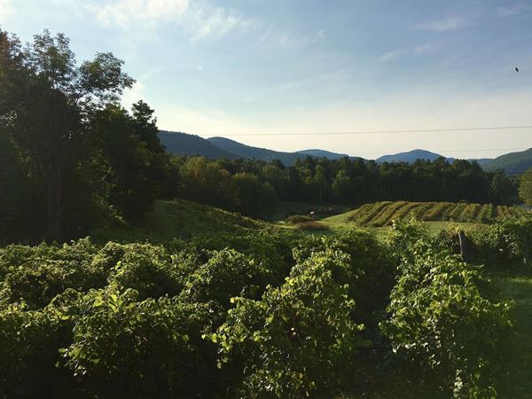 Whaleback Vineyard