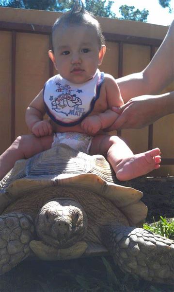 Paramount Pet Entertainment