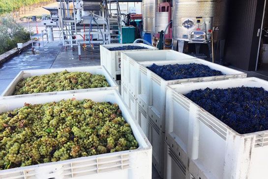 Shadybrook Estate Winery