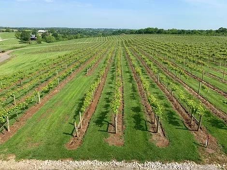 Lovers Leap Vineyards And Winery