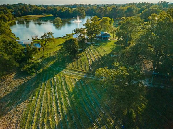 Lake Banoe Lavender Farm