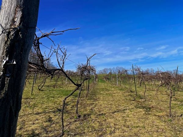 Montview Vineyard & Winery