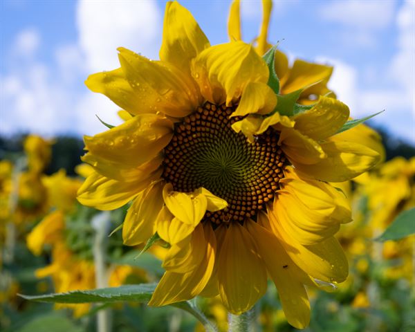 The Party Farm at Sunset Berry Farm