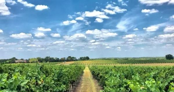 Hidden Hangar Vineyard and Winery