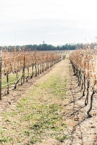 Hidden Hangar Vineyard and Winery