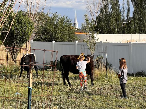 Kristy's Farmparties