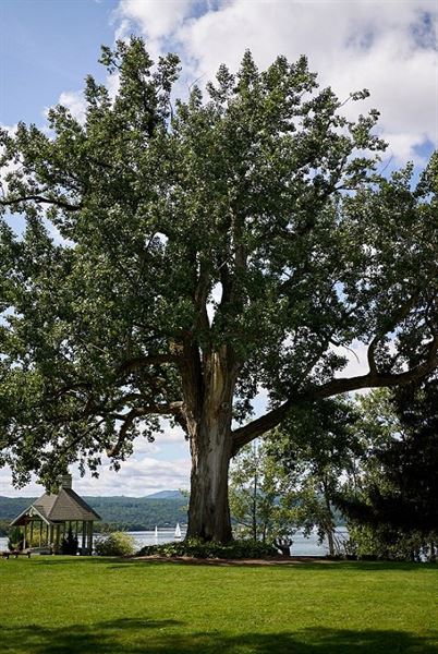An Affair By the Lake