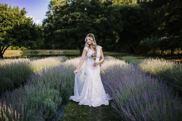 King George Lavender