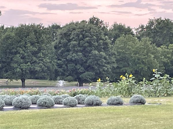 King George Lavender