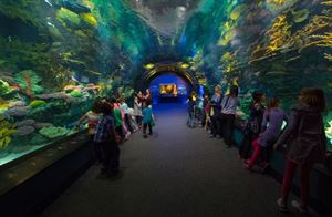 Ocean Wonders: Sharks!