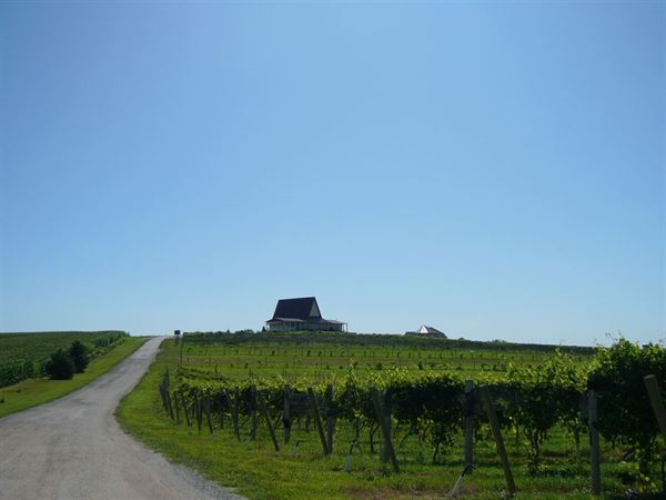 Soaring Wings Vineyards