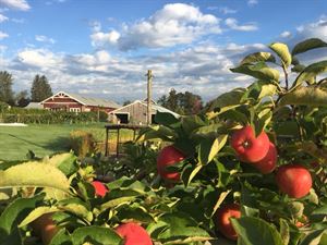 Outdoor Apple Barn