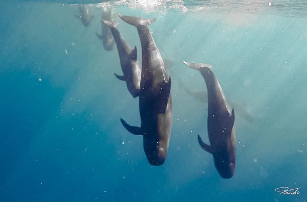 Iruka Hawaii Experiences