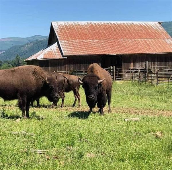 Millican Ranch & Timber LLC