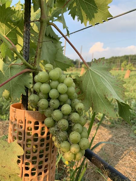 Living Water Winery & Vineyard