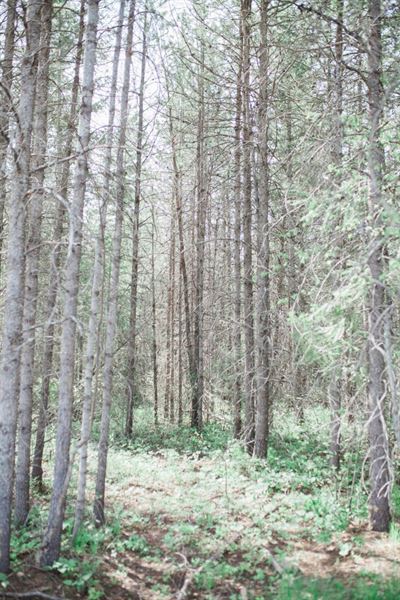 Camo Country Weddings and Events