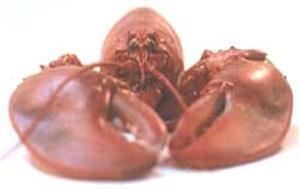 Lobsters-Online.Com