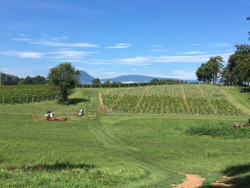 Chapelle Charlemagne Vineyards
