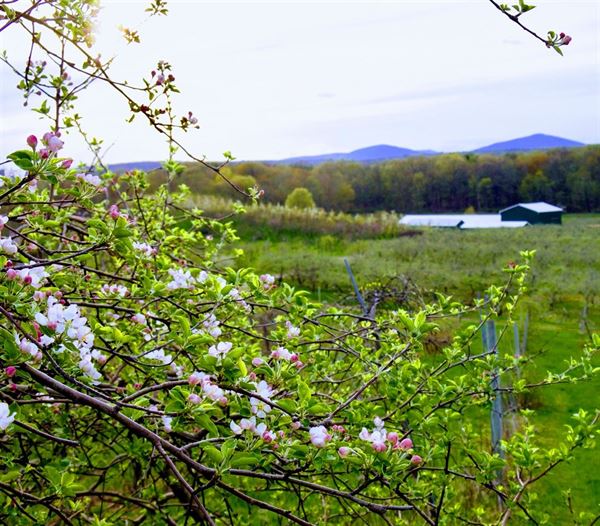 Stone Ridge Orchard