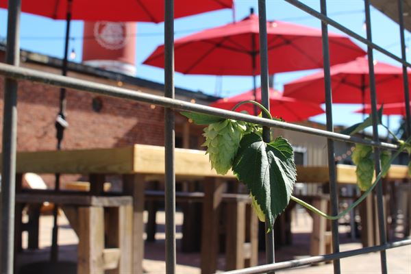 Cochran Mill Brewing Company