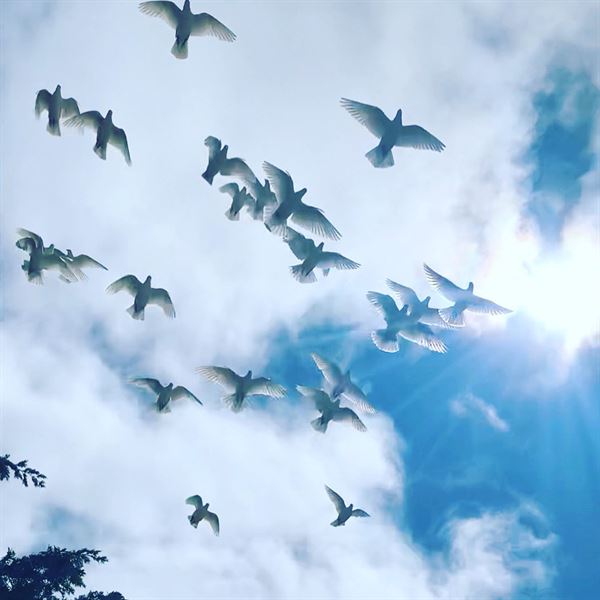 J and L Wings of White